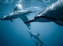 aoke-高诗岩轰逆转数据创造历史 进步最快球员非他莫属